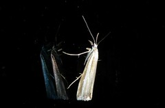 Orocrambus vittellus