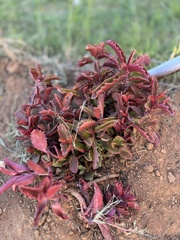 Kalanchoe sexangularis