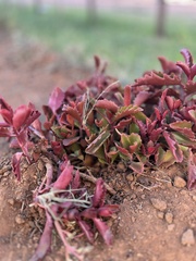 Kalanchoe sexangularis