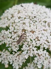 Navomorpha sulcata