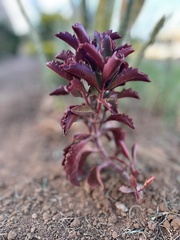 Kalanchoe sexangularis