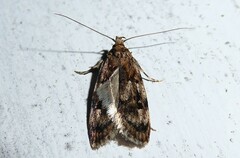 Barea exarcha