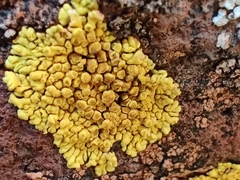 Pleopsidium flavum
