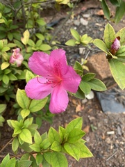 Rhododendron indicum