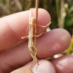 Anisomorpha buprestoides