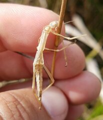 Anisomorpha buprestoides