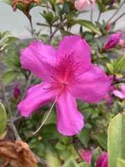 Rhododendron indicum