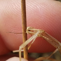 Anisomorpha buprestoides