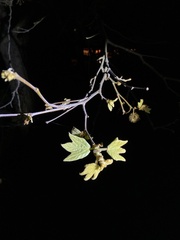 Platanus racemosa