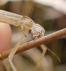 Anisomorpha buprestoides