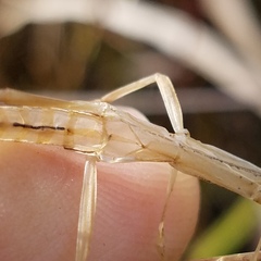 Anisomorpha buprestoides