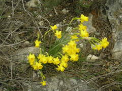 Narcissus assoanus