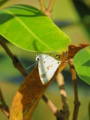 Hypolycaena othona