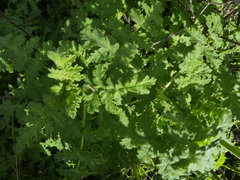 Phacelia ramosissima