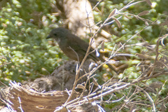 Pachycephala olivacea
