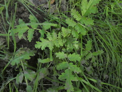 Phacelia ramosissima