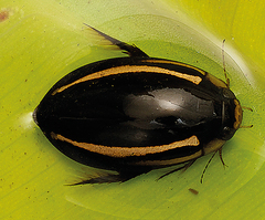 Hydaticus vittatus