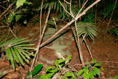 Scenopoeetes dentirostris