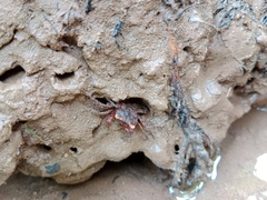 Geosesarma noduliferum