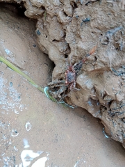 Geosesarma noduliferum