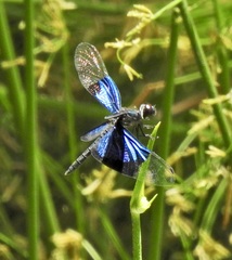 Rhyothemis resplendens