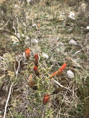 Chuquiraga spinosa