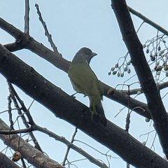 Spizixos semitorques