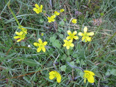 Ranunculus multiscapus