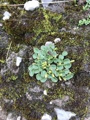 Peperomia verruculosa