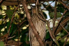 Scenopoeetes dentirostris