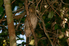 Scenopoeetes dentirostris