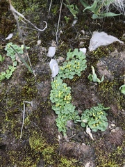 Peperomia verruculosa