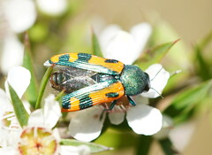 Castiarina scalaris