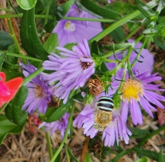 Amegilla cingulata