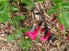 Amegilla cingulata