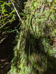 Phlegmariurus fargesii