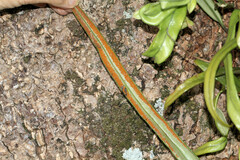 Pyrrosia longifolia