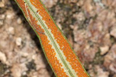 Pyrrosia longifolia