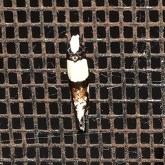 Monopis icterogastra