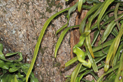 Pyrrosia longifolia
