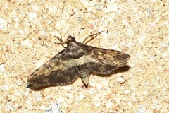 Nacoleia amphicedalis