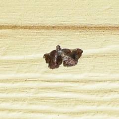 Scenedra decoratalis