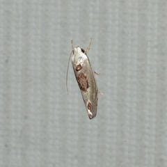 Tymbophora peltastis
