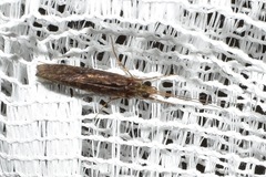 Hydrobiosidae