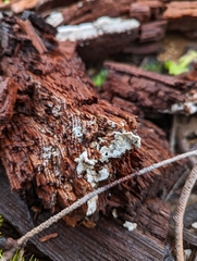 Steccherinaceae