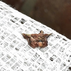 Scenedra decoratalis