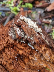 Steccherinaceae