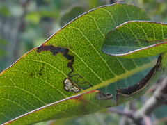 Stigmella heteromelis