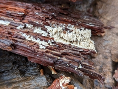 Steccherinaceae
