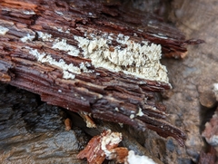 Steccherinaceae